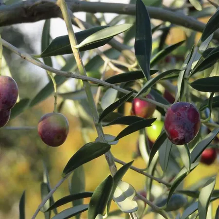 Апартаменты Ida